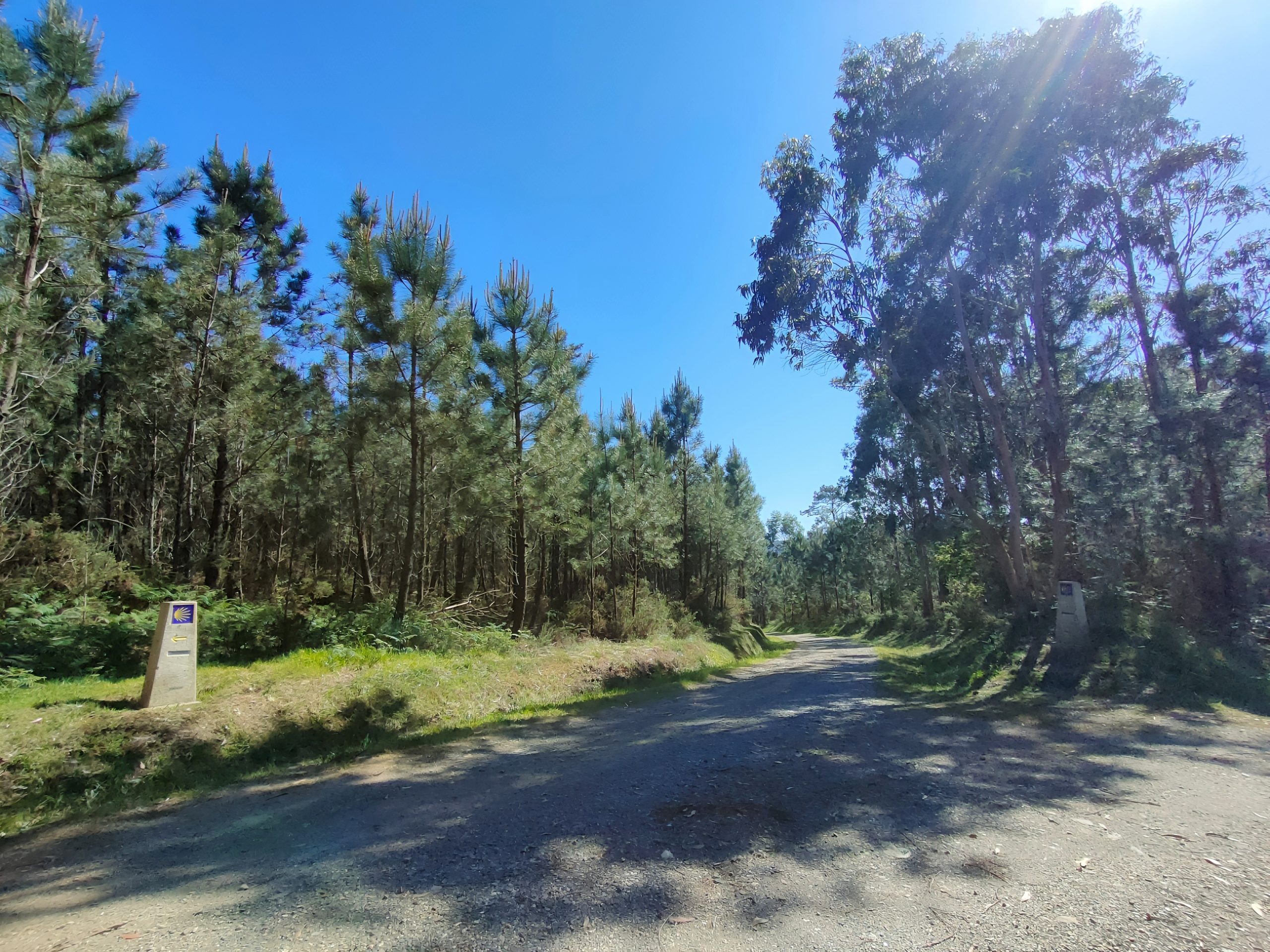 Cammino di Santiago, immerso nella natura, simbolo del percorso evolutivo verso la consapevolezza, la crescita personale e la trasformazione.
