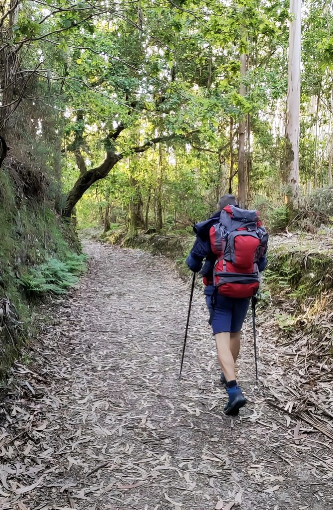 Cammino nel bosco come metafora di un percorso di crescita personale